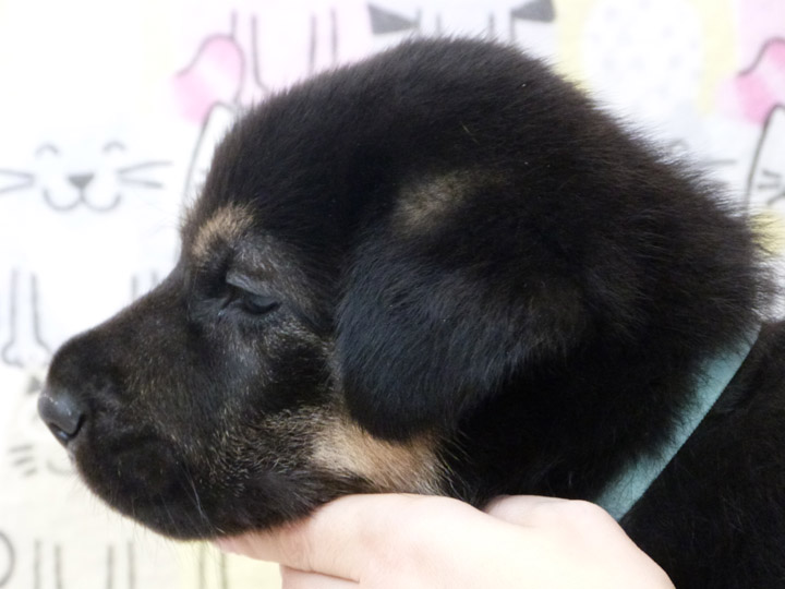 chinook puppy